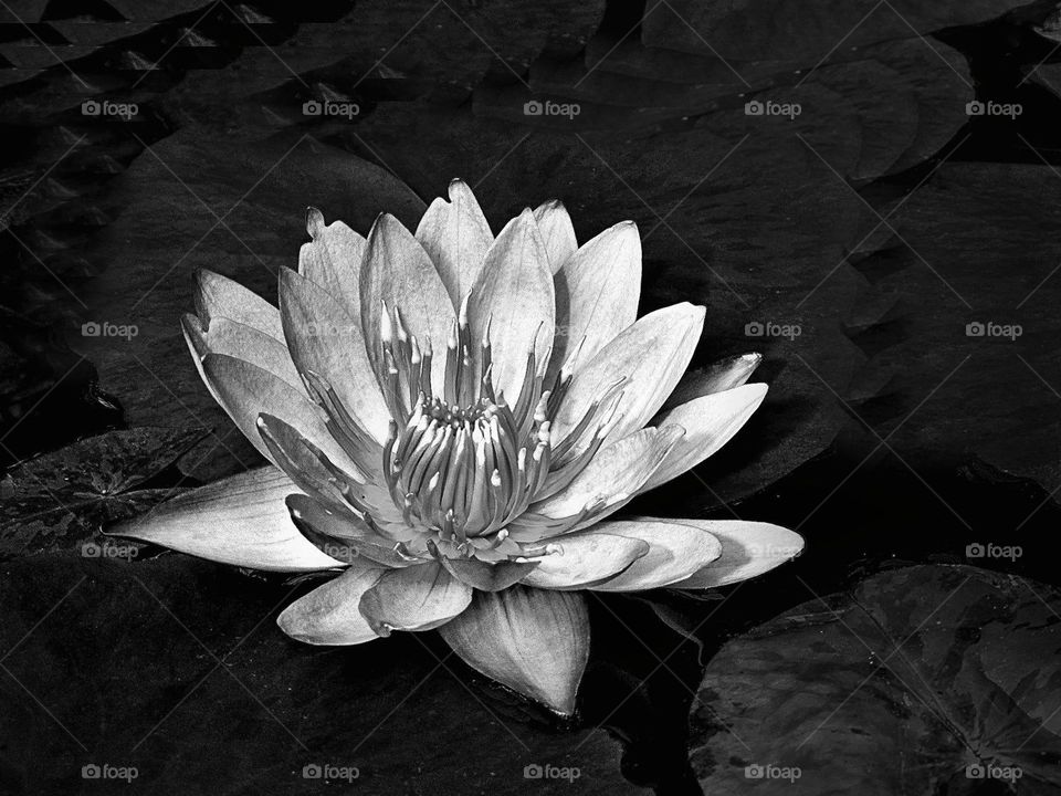 Flower in black and white