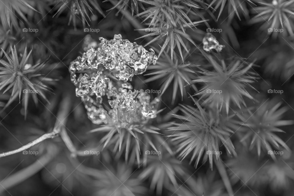 Black and white of ice on plan