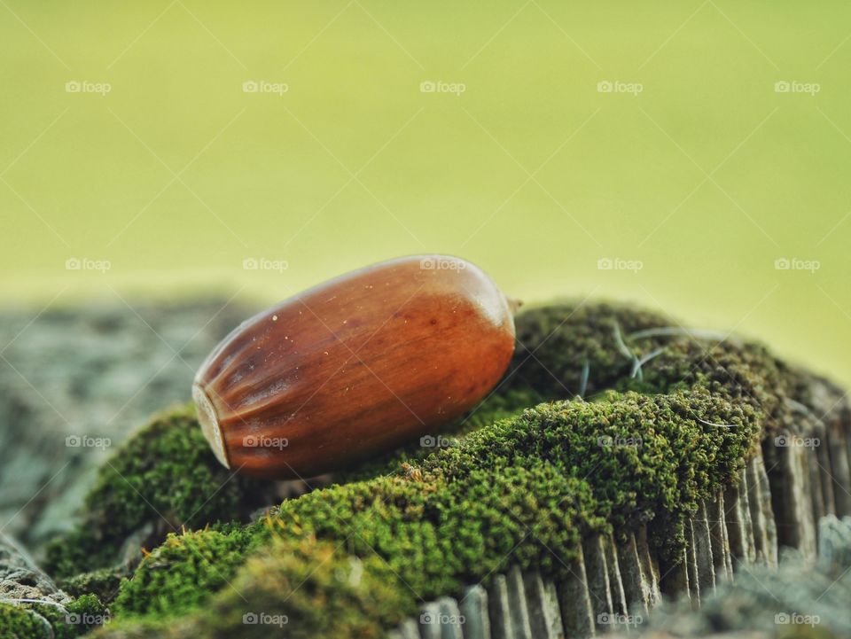 One acorn