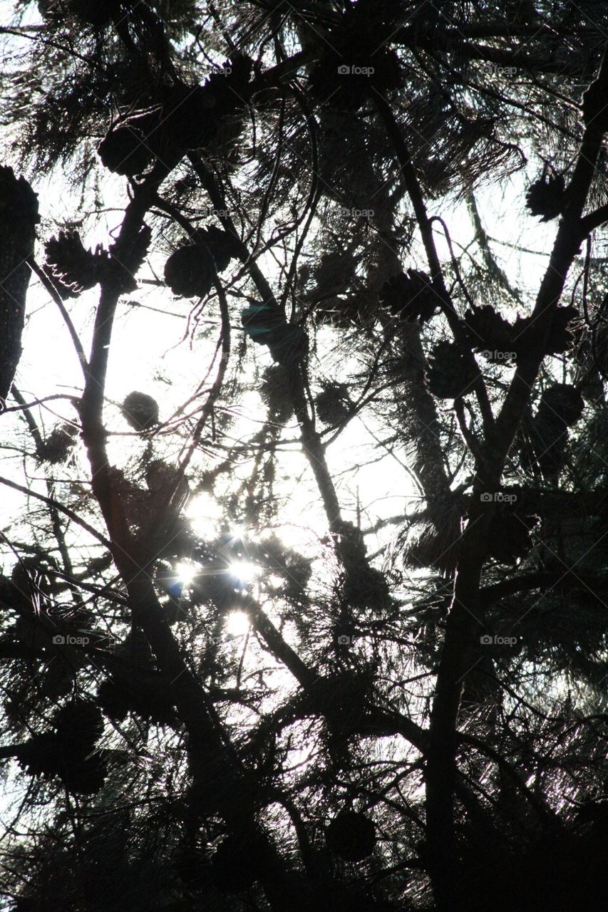 fircones trees