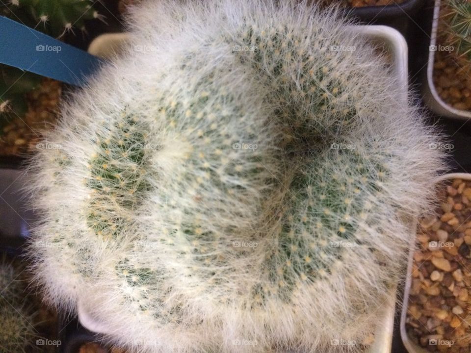 Cactus with thorny spikes.