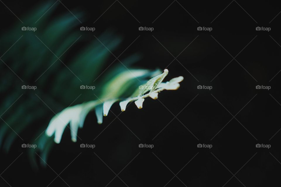 Fern close-up