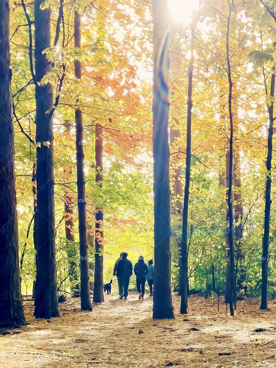 A family out walking their dog in the woods.