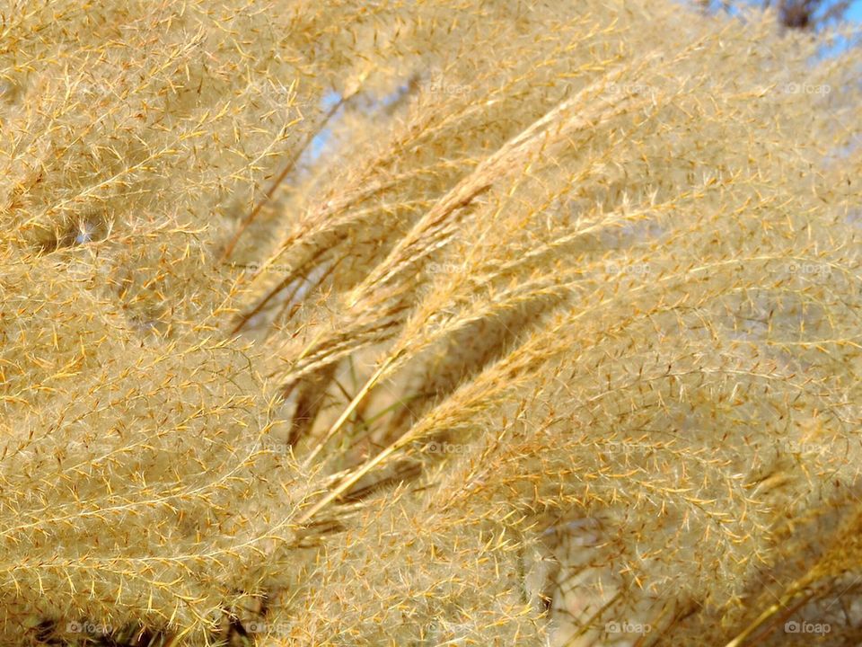 seeds bottom golden fall by 5hels