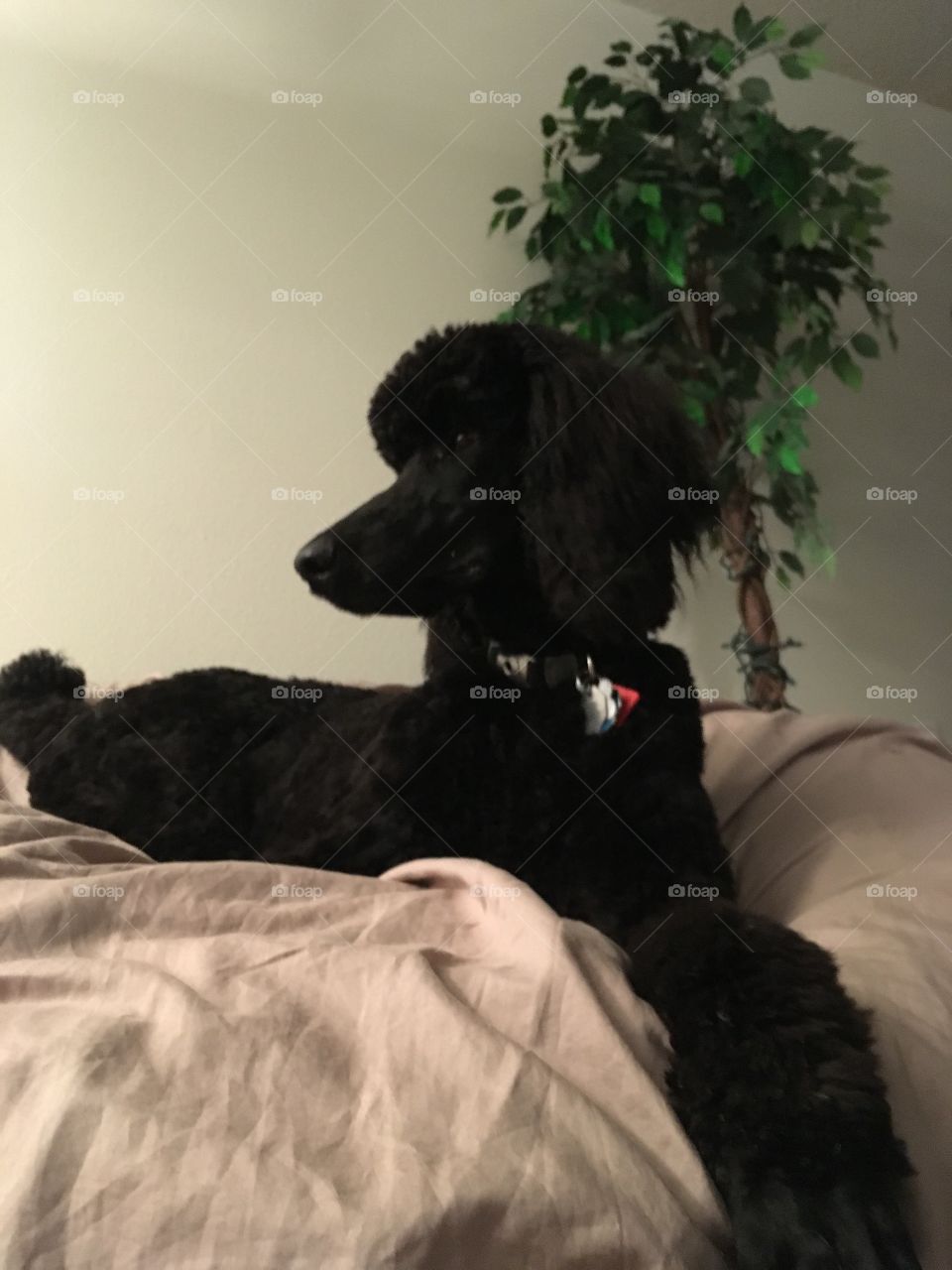 Poodle perch