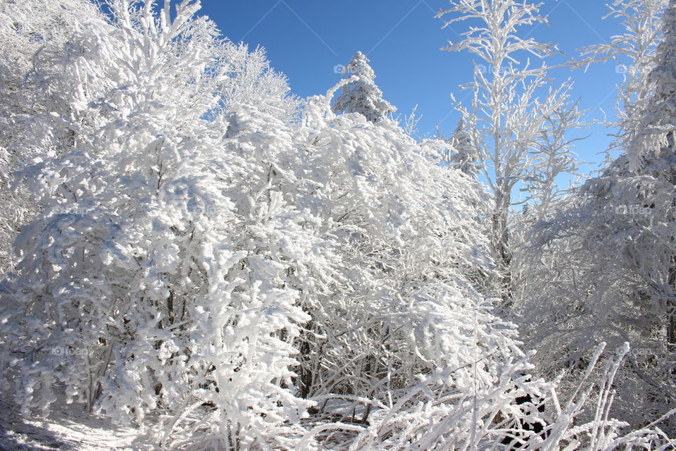 Forest during winter