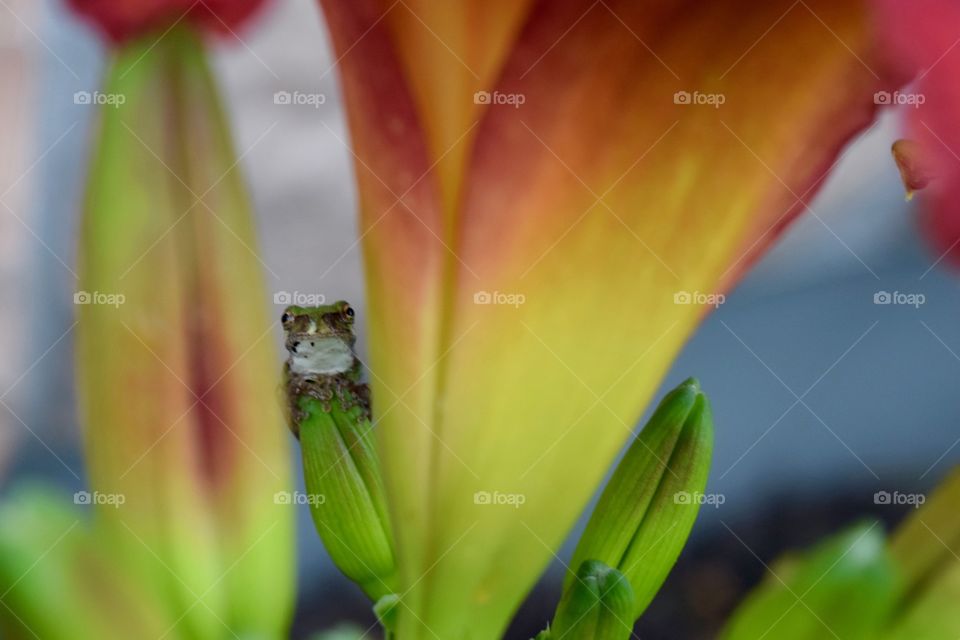 Frog peeking through the flowers 