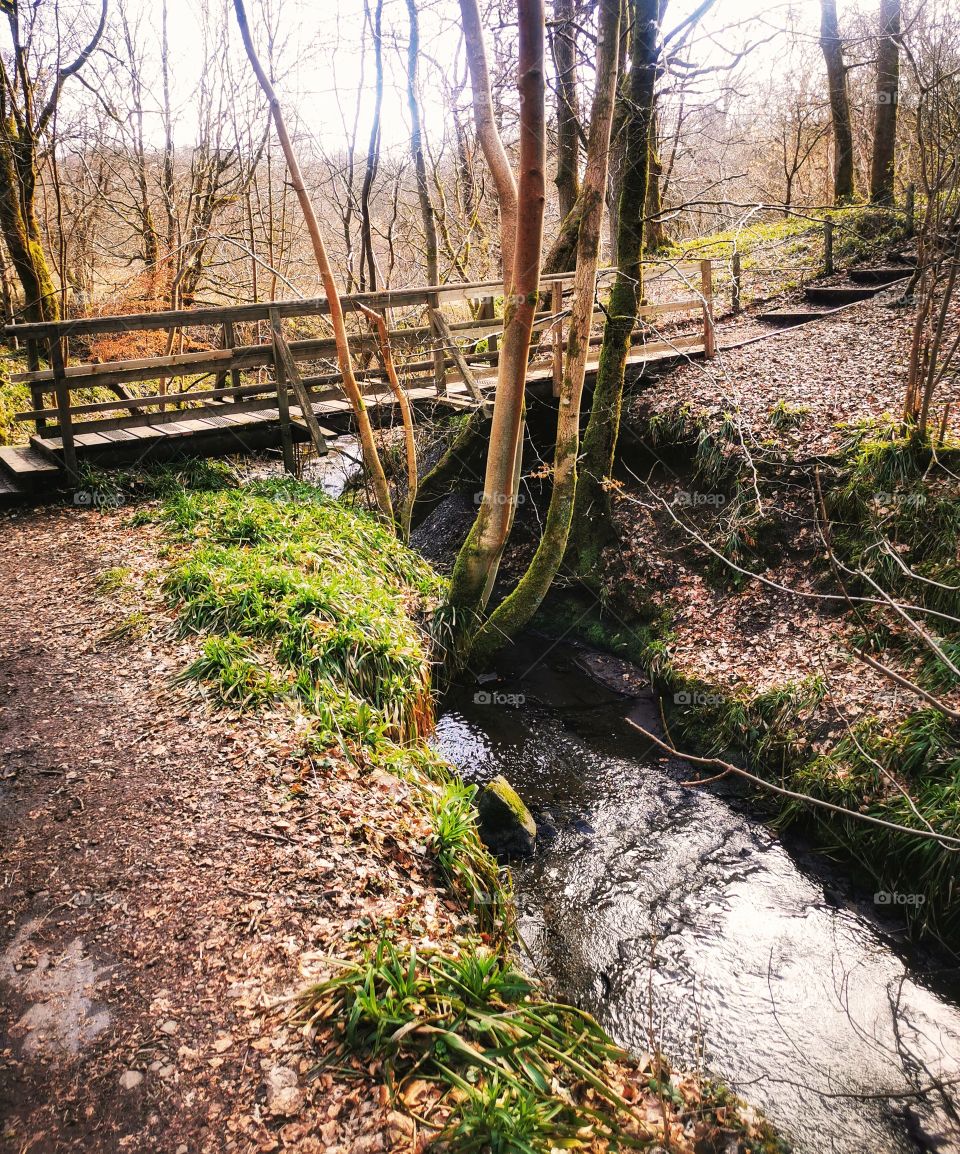 Scottish forest bridge