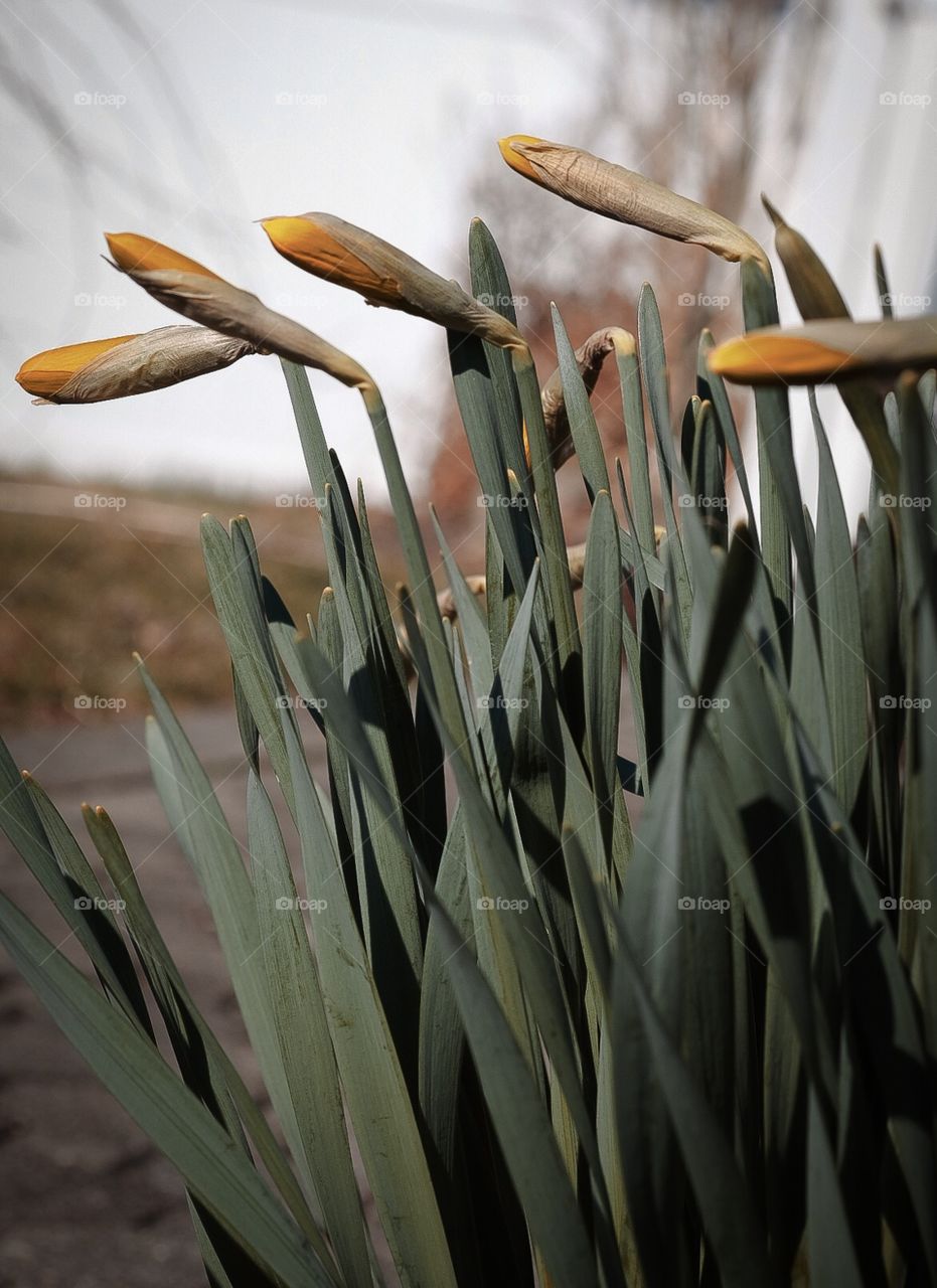 Tulips About To Bloom, Blooming Spring Flowers, Garden In The Springtime, Signs Of Springtime 