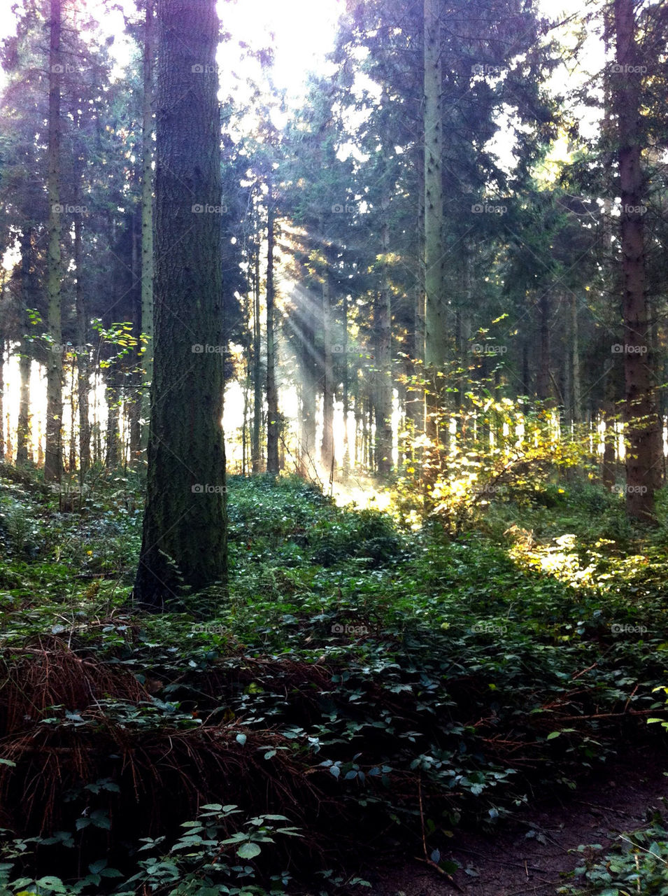 trees woodland sunrise through by dannytwotaps