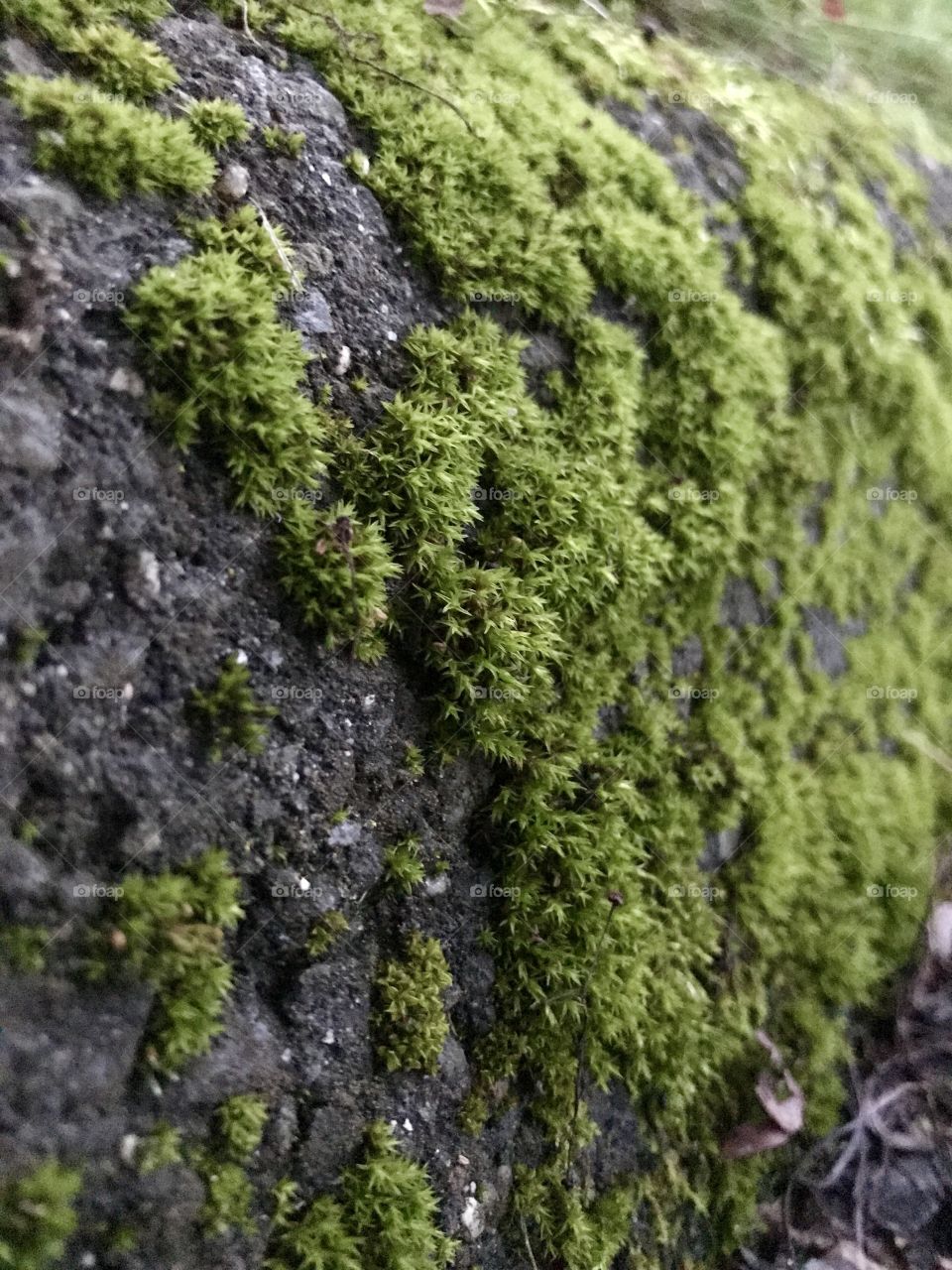 Curbed moss