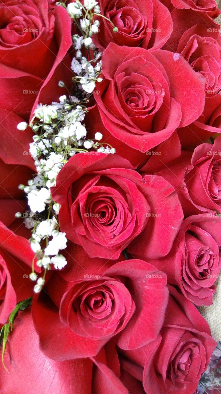 Typical Red Roses