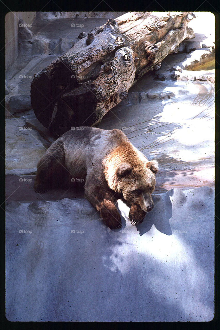 Grizzly looking for open spaces