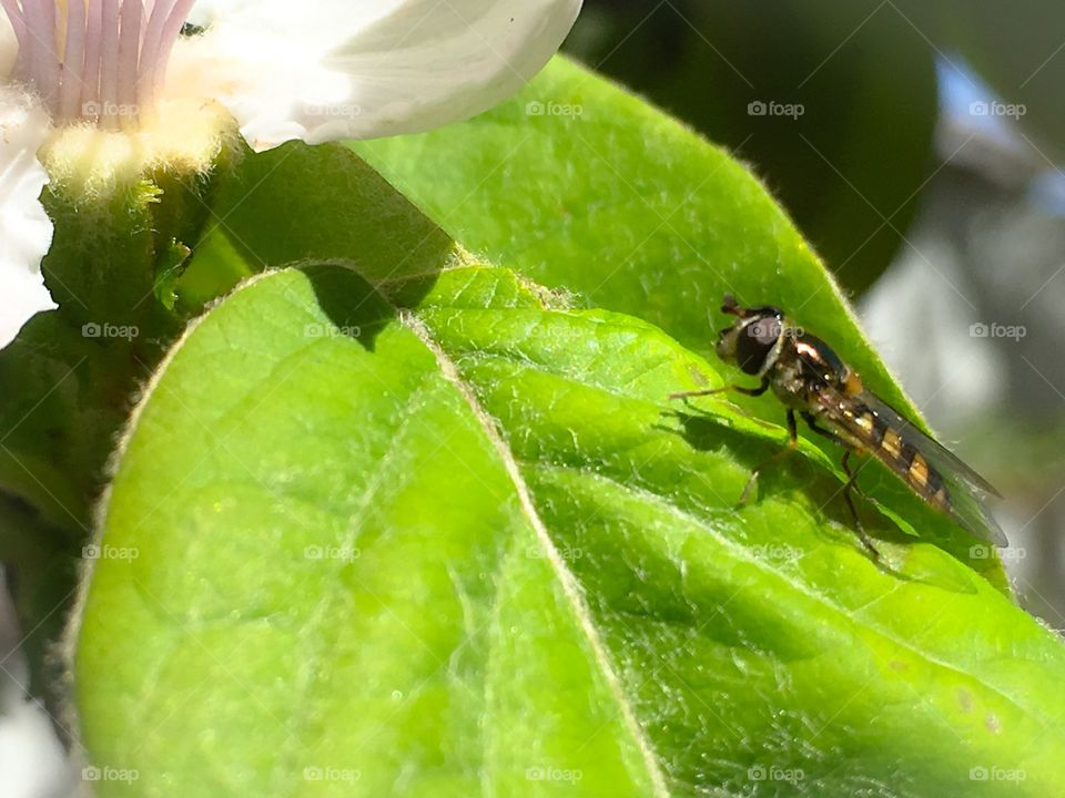 close-up of bee on bright green orchard leaf