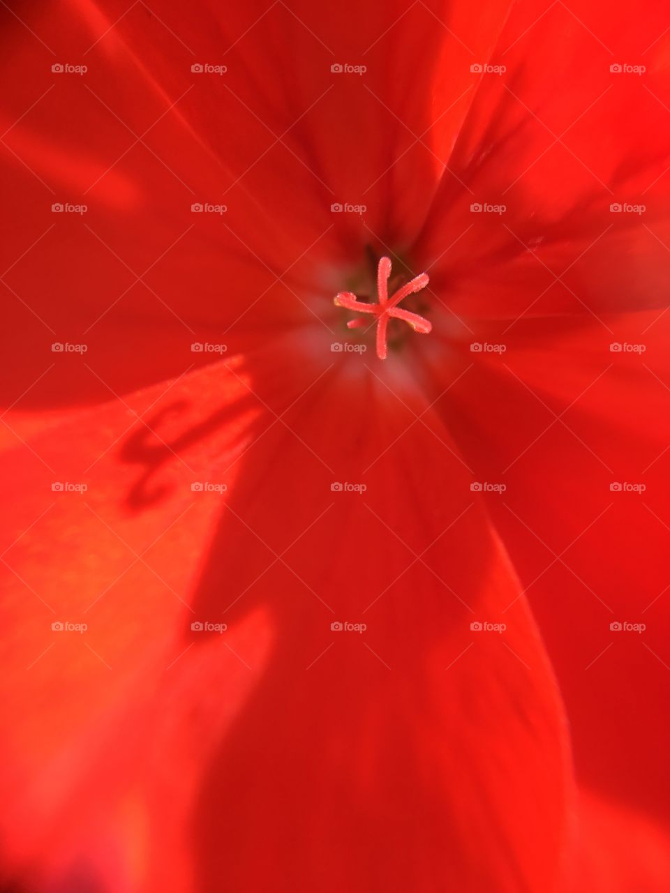 Red geranium closeup