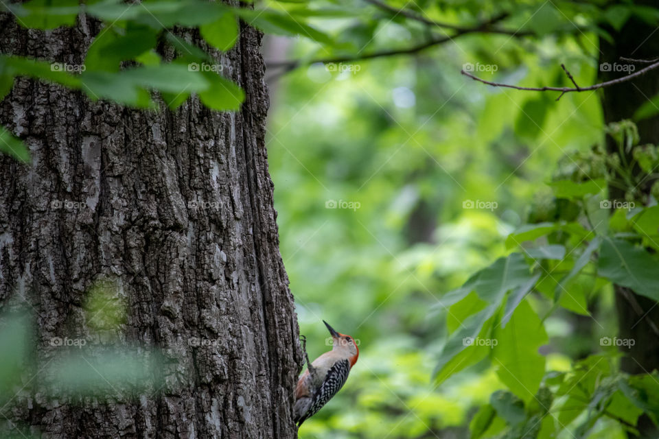 A woodpecker 