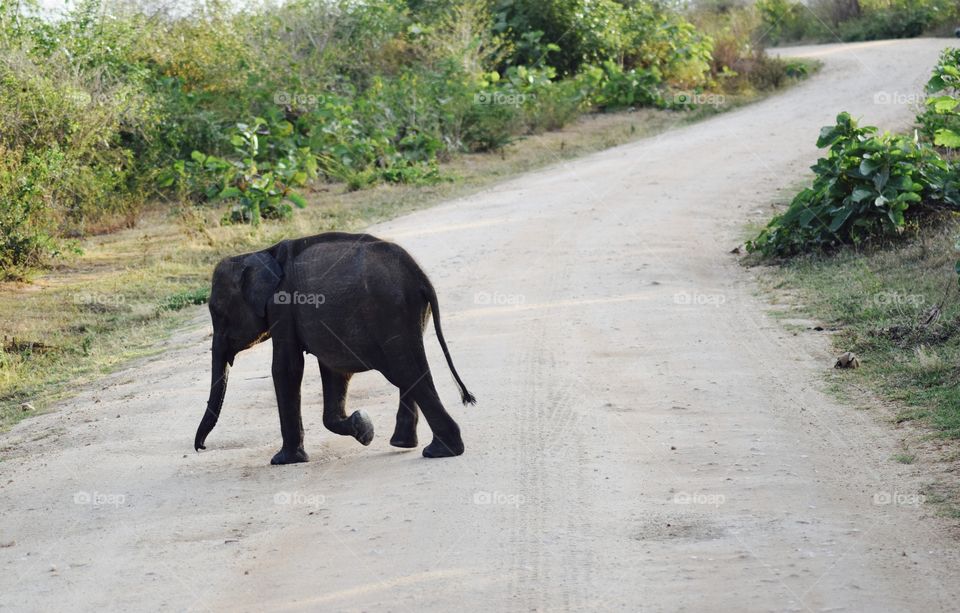 Elephant walking towards her mother