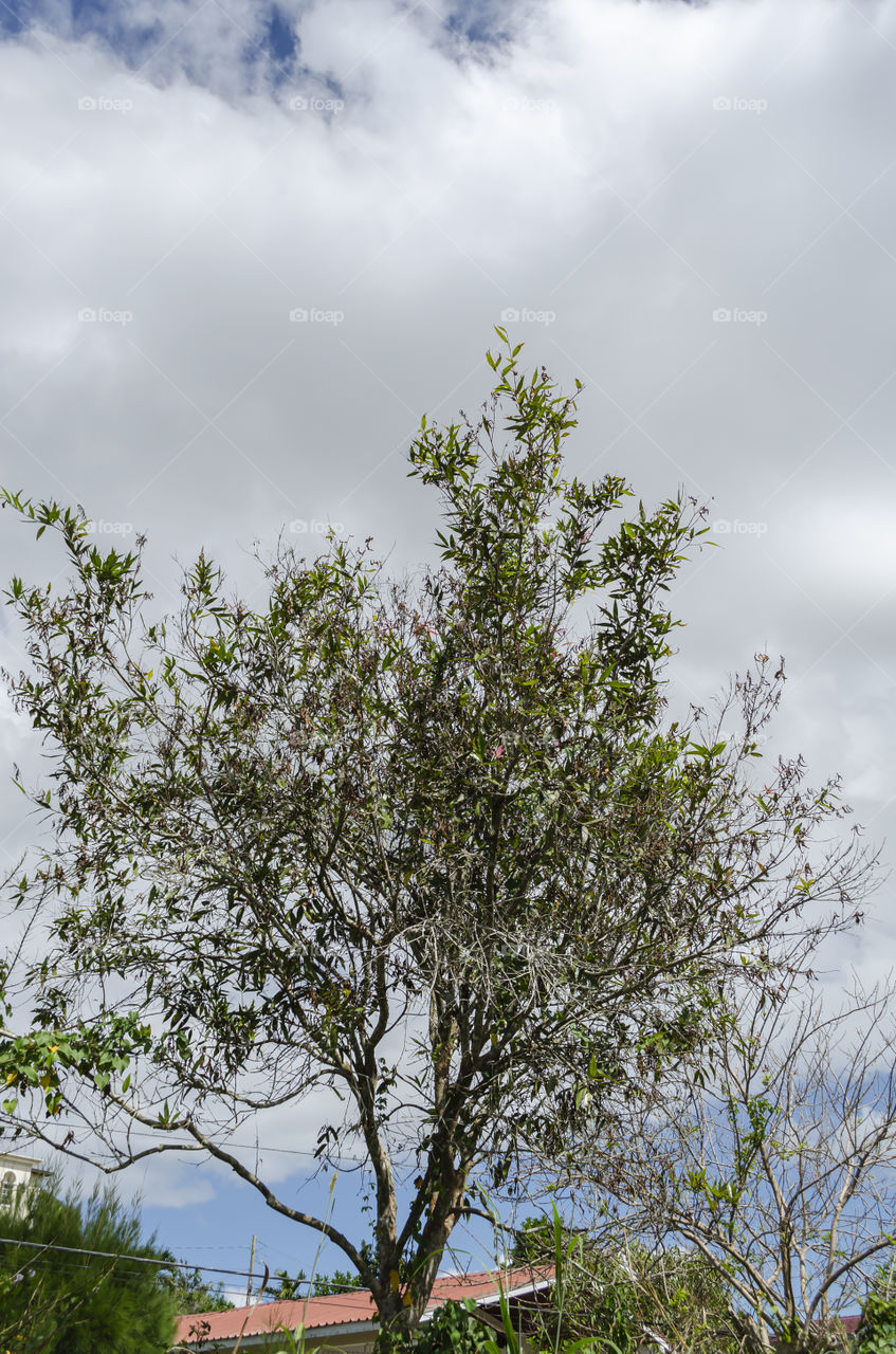 Rose Apple Tree