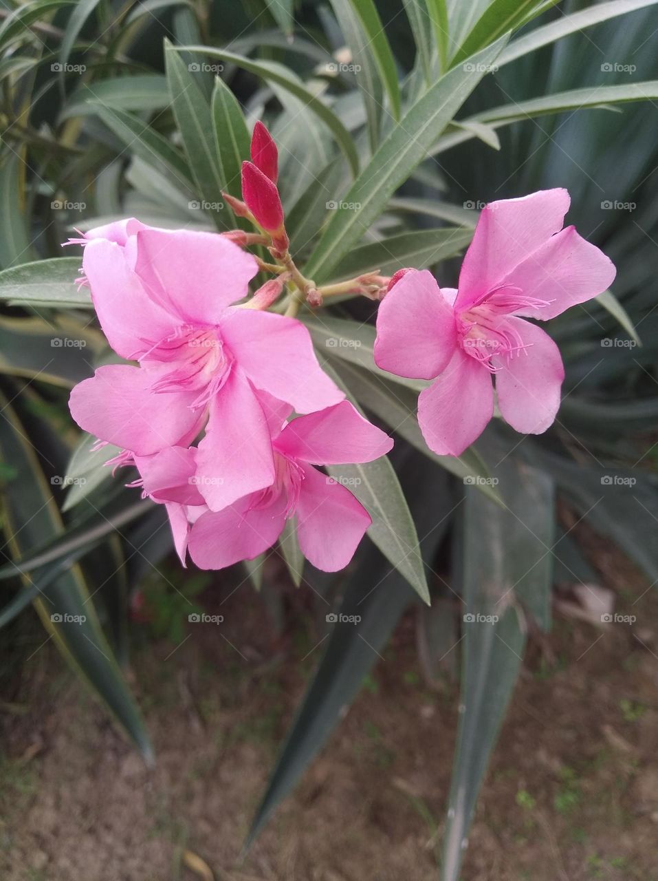 pink flower seasonal fresh shurb small size looks very beautiful generally found everywhere