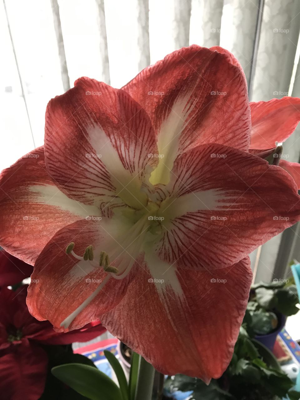 Amaryllis 