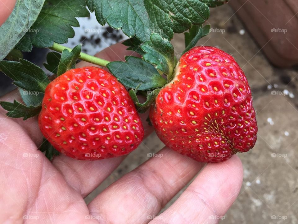 Strawberries