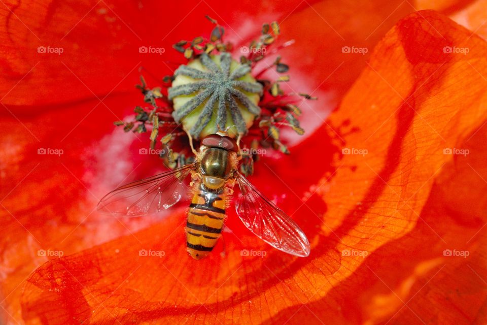 Bee Feeding From Flower