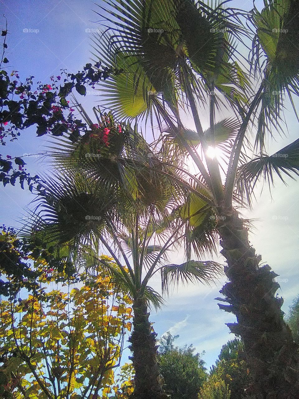 Palms in summer Turkey.