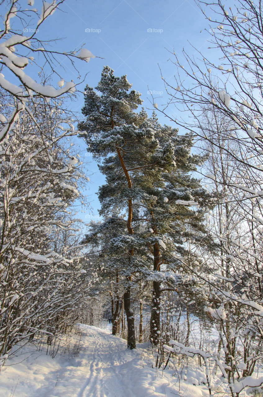 Winter landscape with two pine-trees.