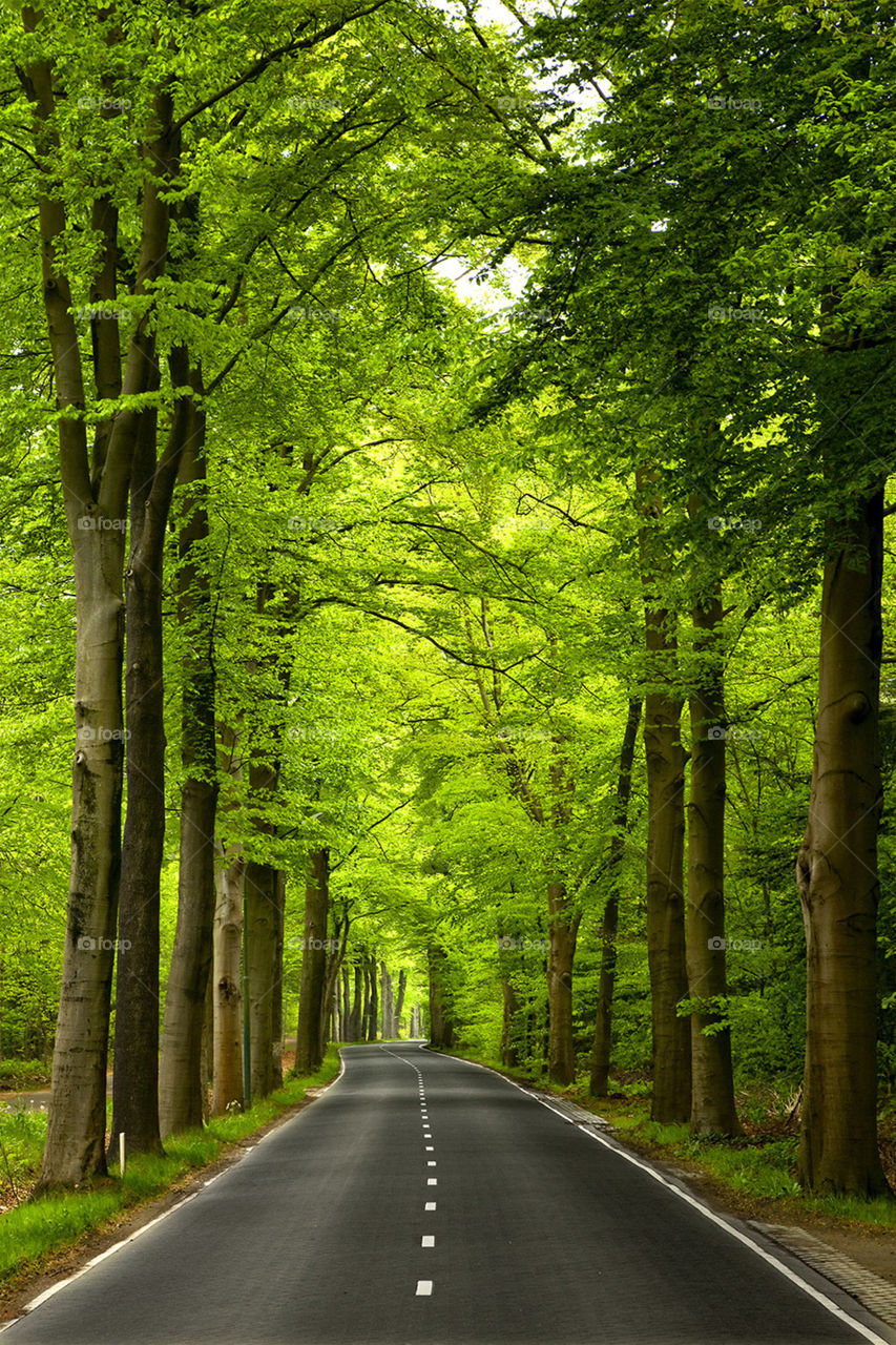 Wood, Road, Leaf, Guidance, Tree