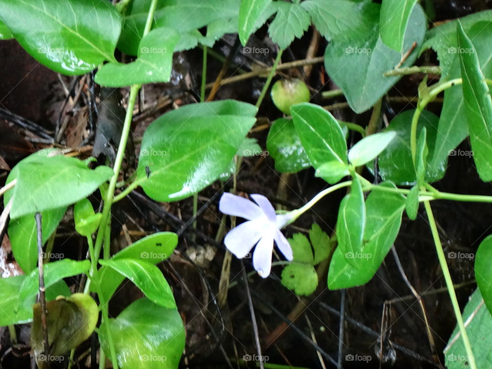 Small purple flower