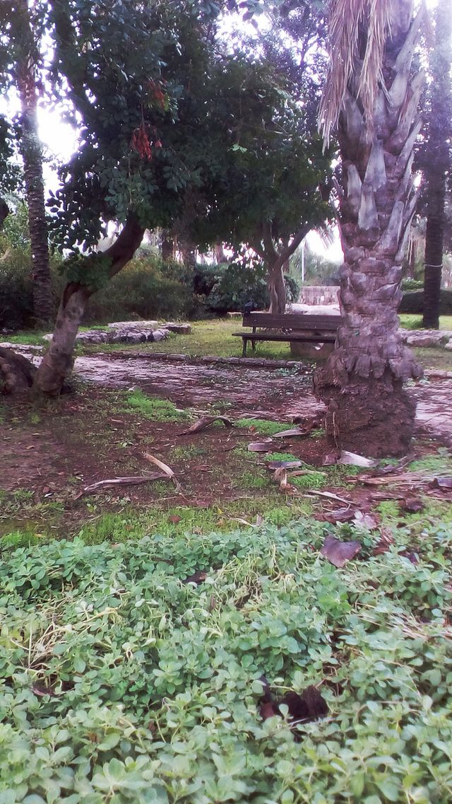 Park in city