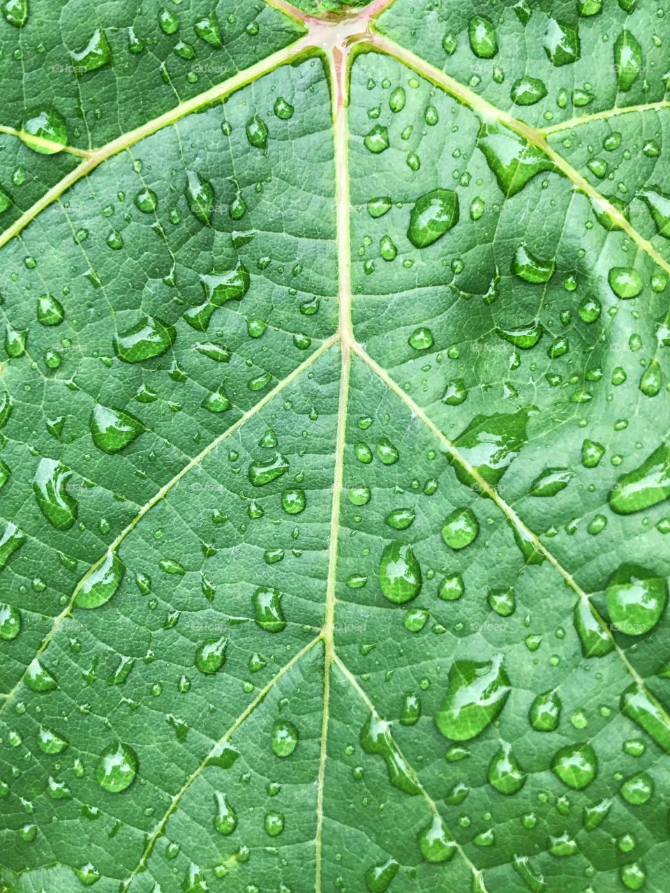 Leaf background with drops