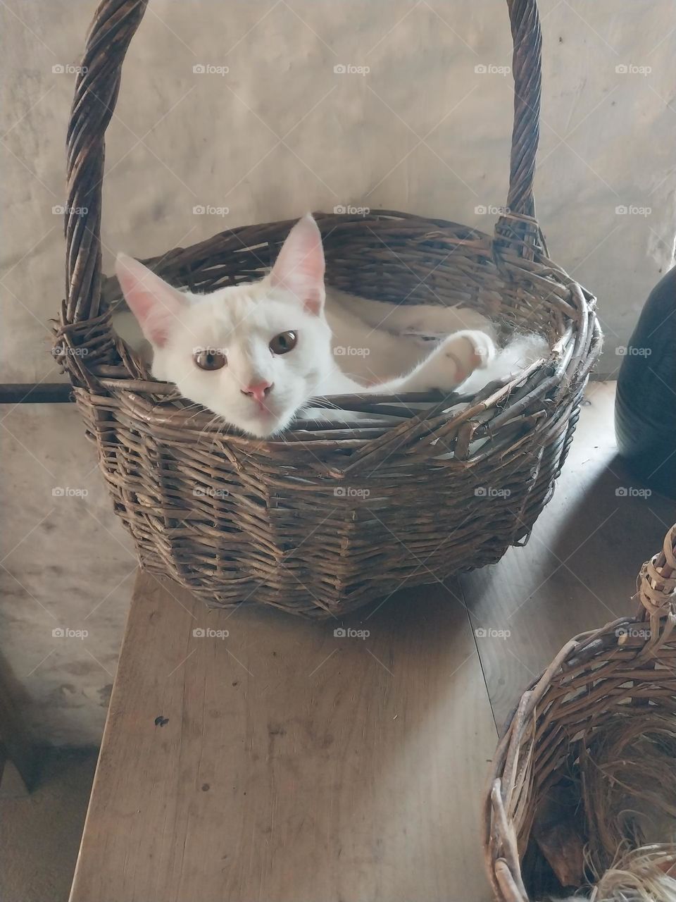White cat laying in a handwoven basket