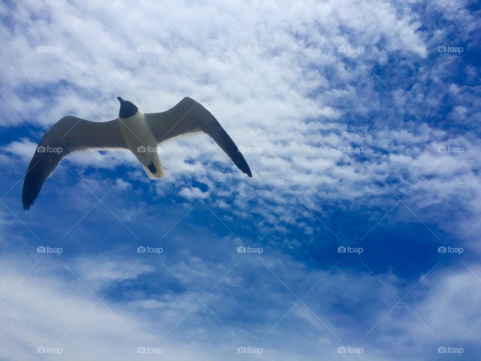 Seagull . Summer bird flying 