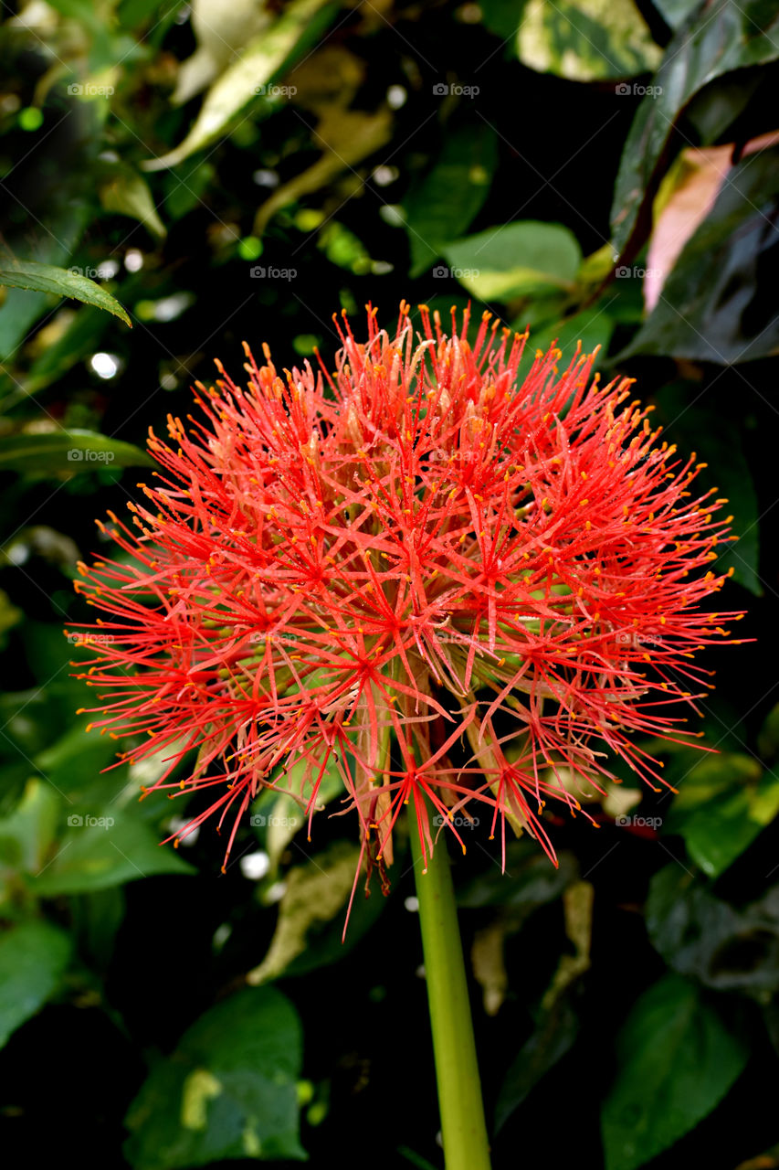 The attraction of May plant can observed mostly during the month of May.