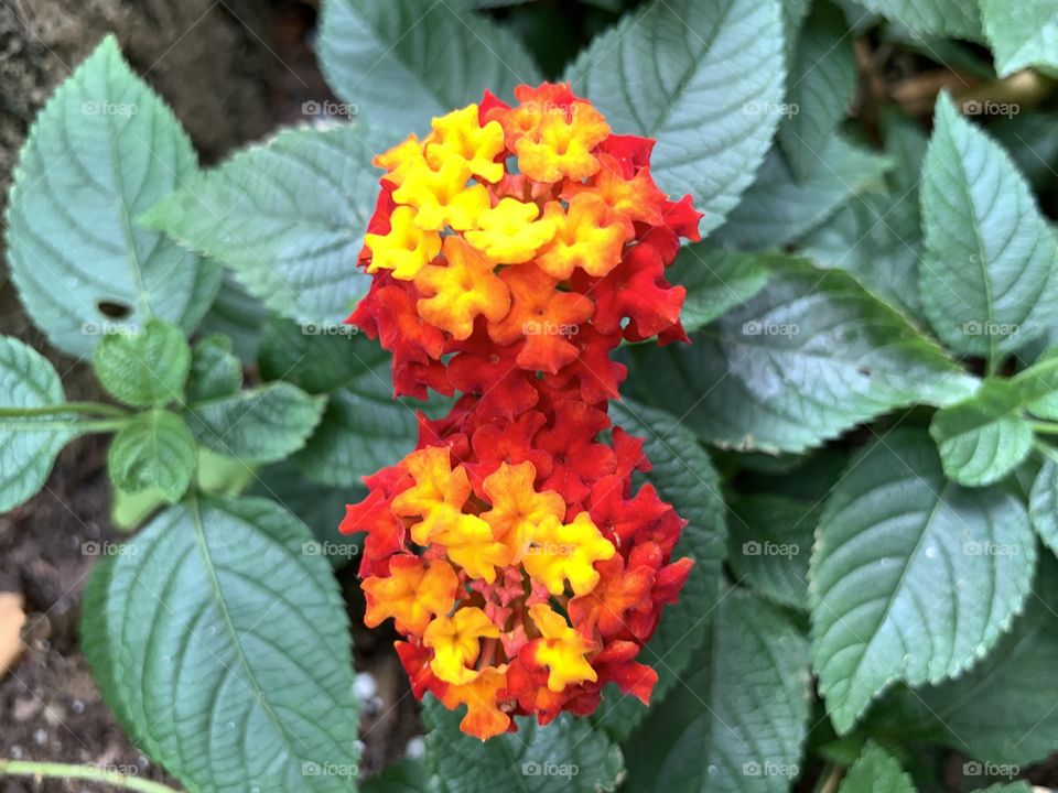 Beautiful common lantana flower blossom with red and yellow petals. Tropical plant.