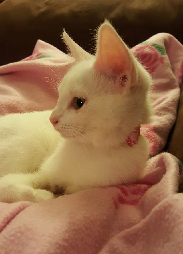Cute White Kitten