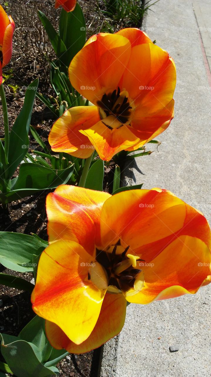 spring. flowers. beauty