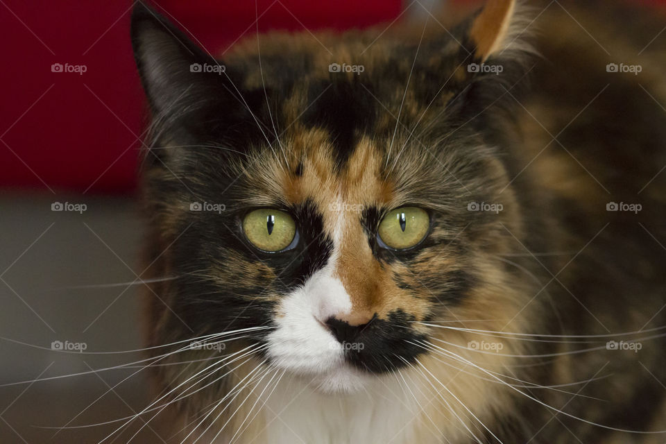 Portrait of a cat looking at camera