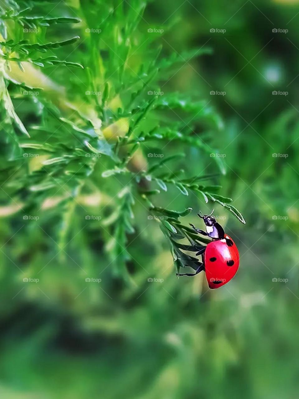 Green is the color of Nature and Red is the color of Love...Love the nature..