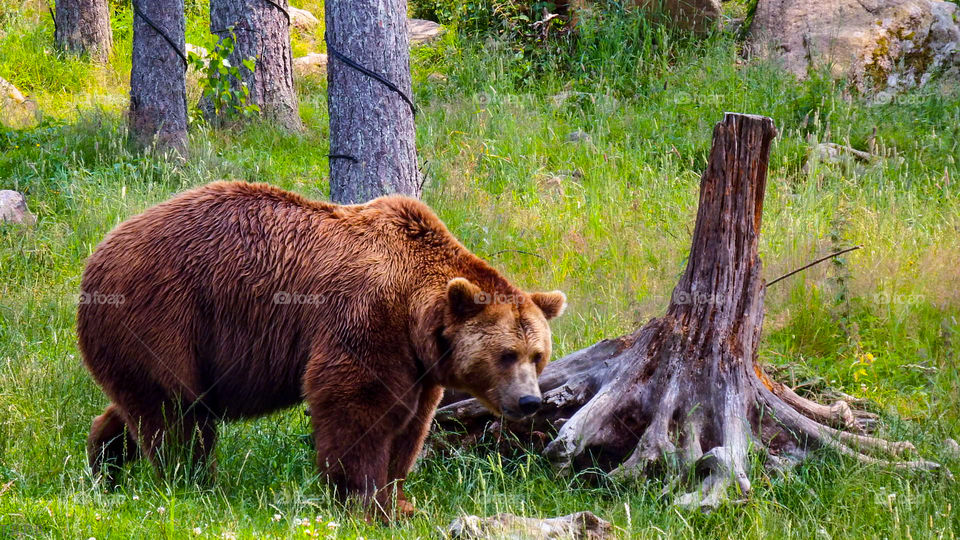 pappa bear on the move through the forest