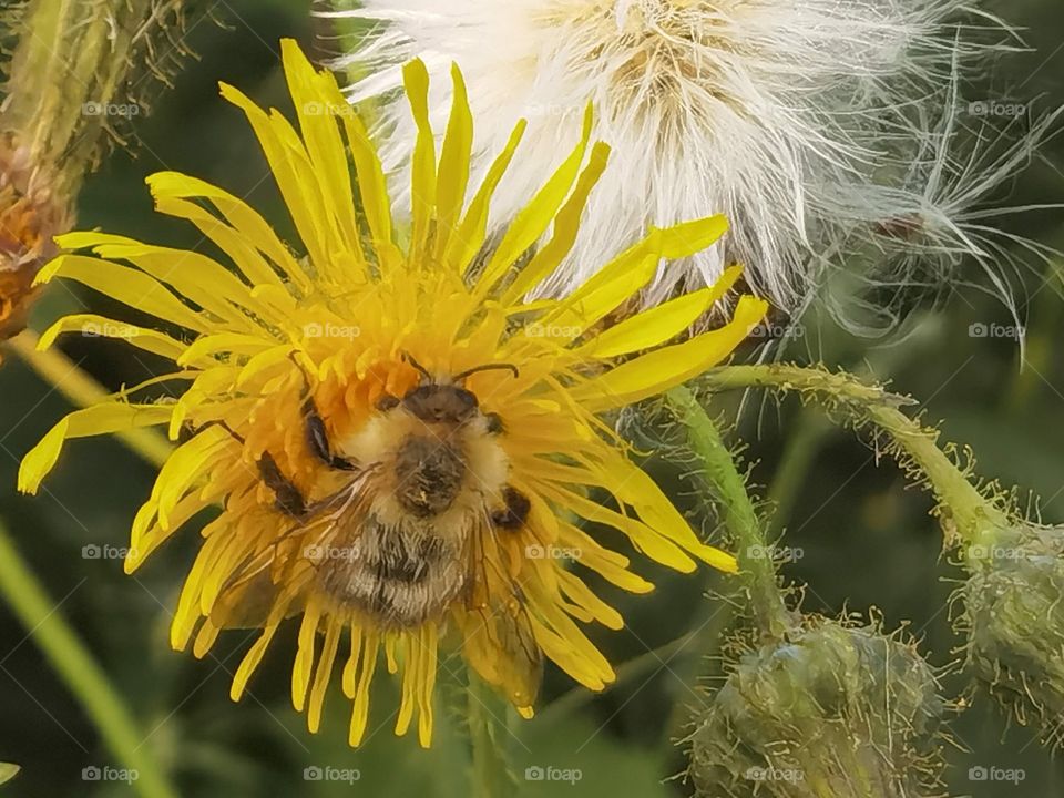 dandelion bee