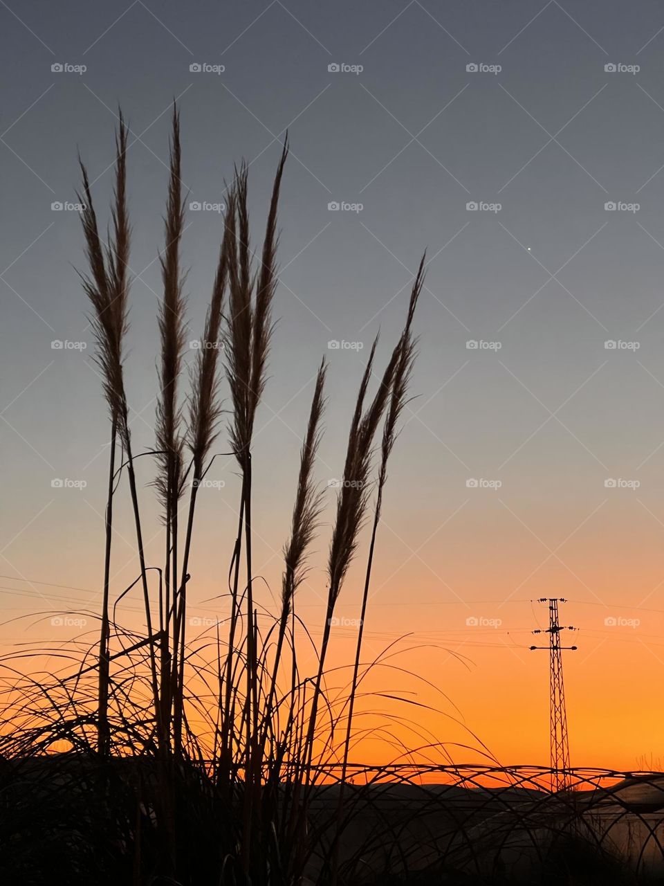 Silver grass in the dusk