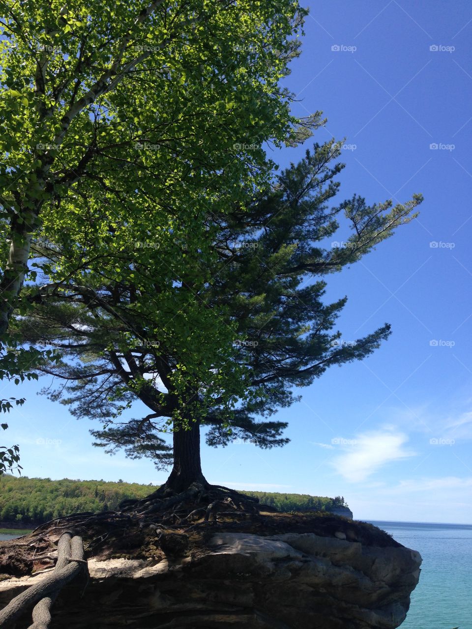 Chapel Rock Tree. Stunning growth atop Chapel Rock along Lake Superior Coast.  Northern Michigan.
