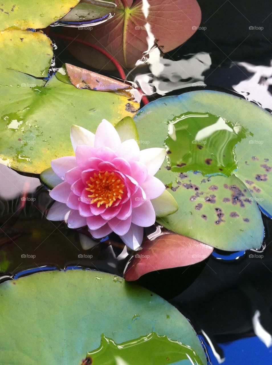 8/17/12. Pond lillies with pink flower @ Ala Moana Shopping Center Honolulu, Hawaii