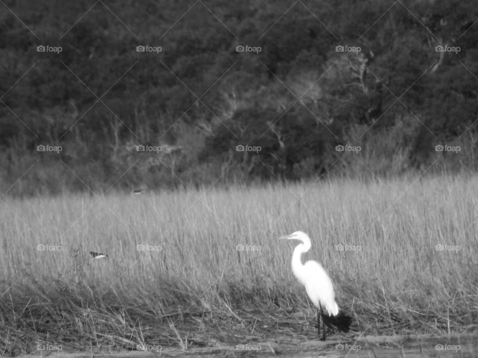 Heron in the marsh