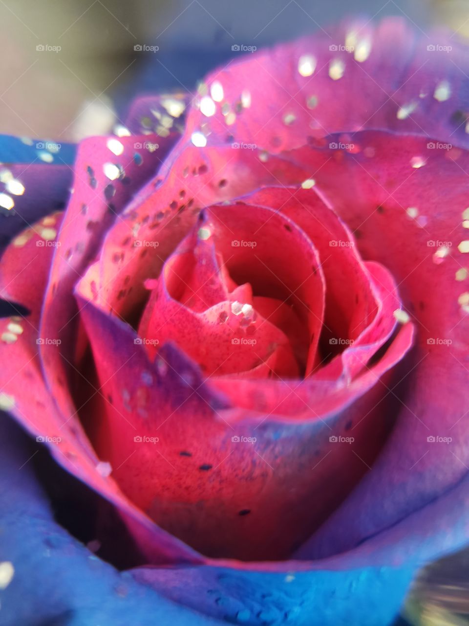 A beautiful and glittery rose, dyed blue and pink.