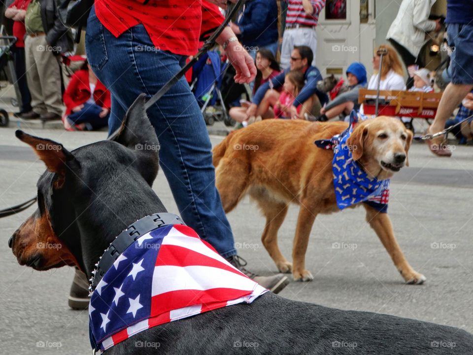 American Dog