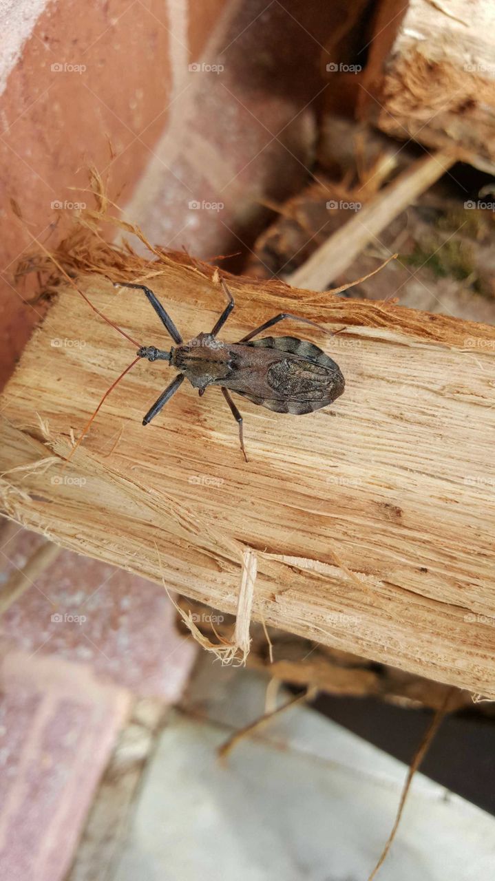 An odd but interesting looking bug I found on a wood pile.