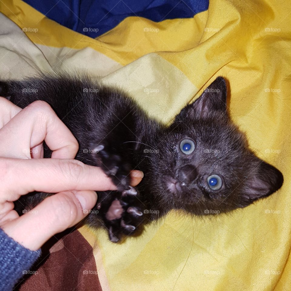 Baby Kitten loving playing with my Hand